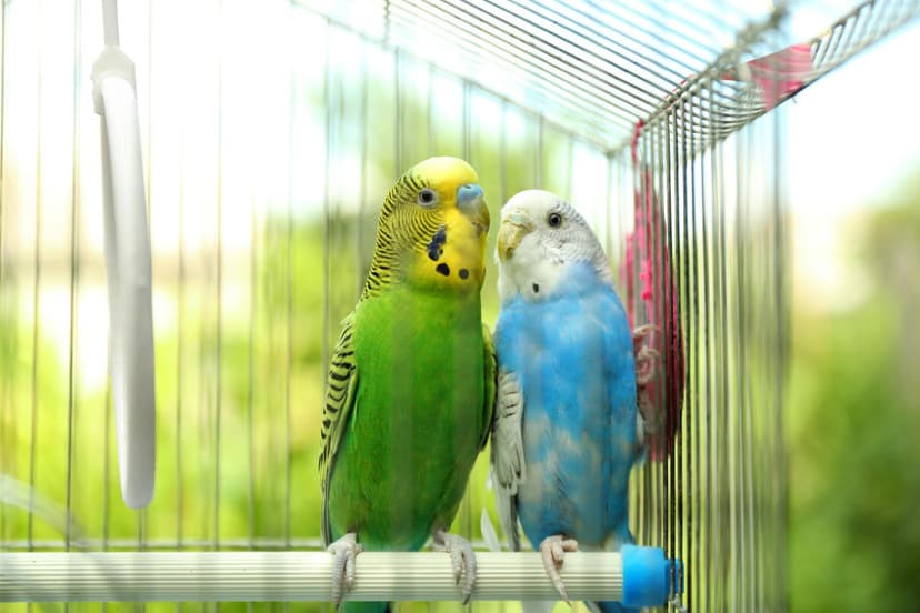 Healthy Birds