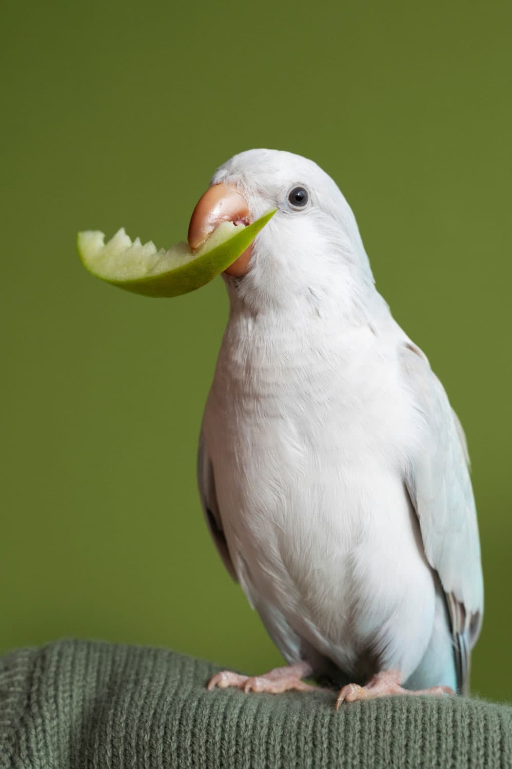 About Nesture